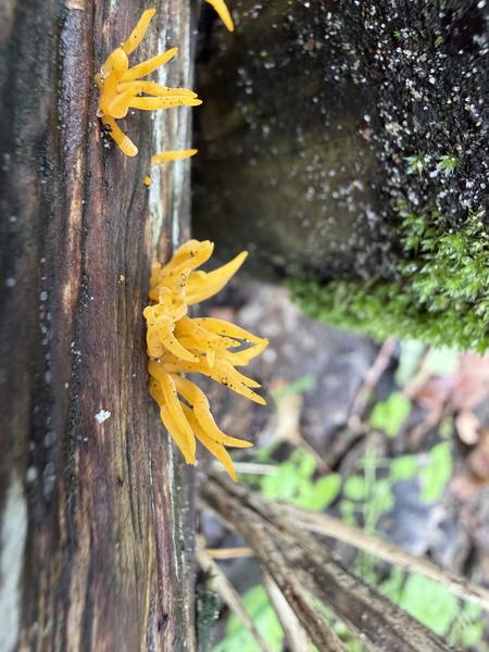 This close-up photo, taken at Hoge Duin en Daalseweg, Bloemendaal, showcases vibrant yellow coral fungi growing on a weathered tree stump